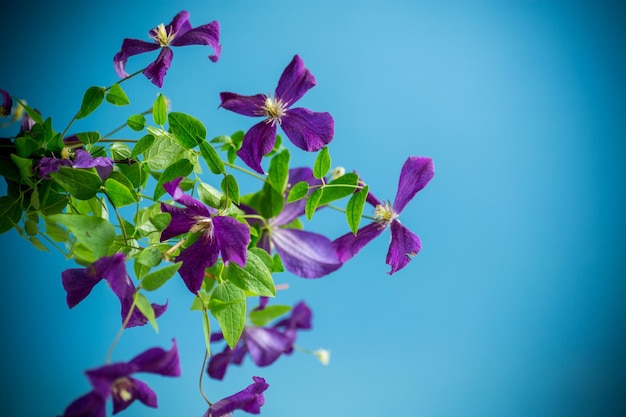 Belas clematis em flor isoladas em um fundo azul