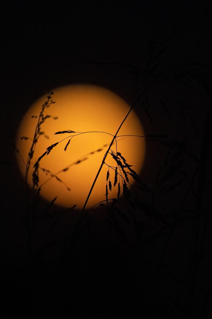 Foto belas cores do pôr do sol com silhueta de árvore