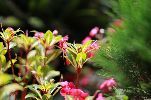 belas decorações de plantas em ornamentos com cores muito brilhantes e natureza