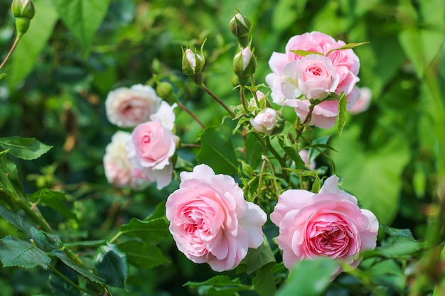 Belas e delicadas flores de rosa no jardim