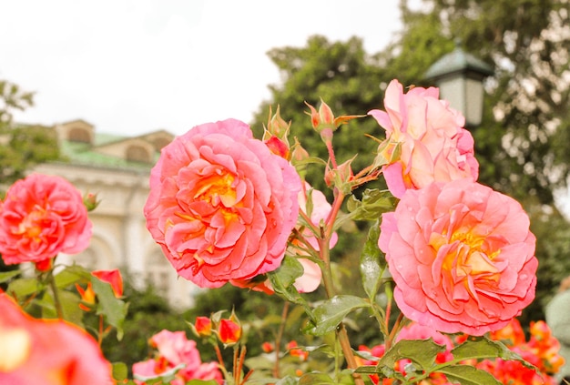 Belas e delicadas flores de rosa no jardim