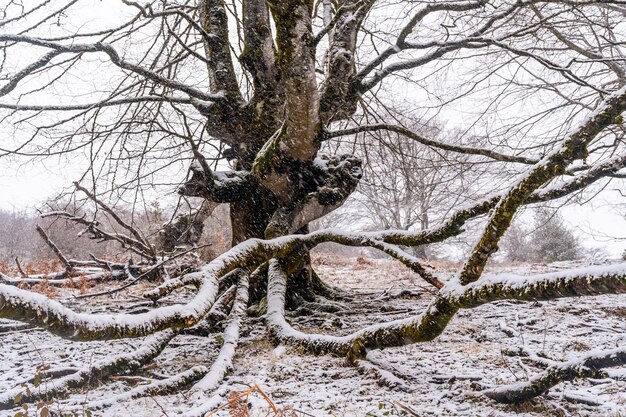 Belas e gigantescas faias na floresta do monte aizkorri em gipuzkoa