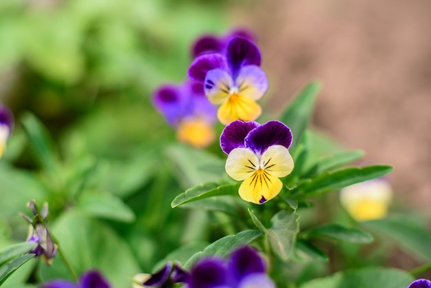 Belas flores azuis no jardim de verão contra o fundo de plantas verdes