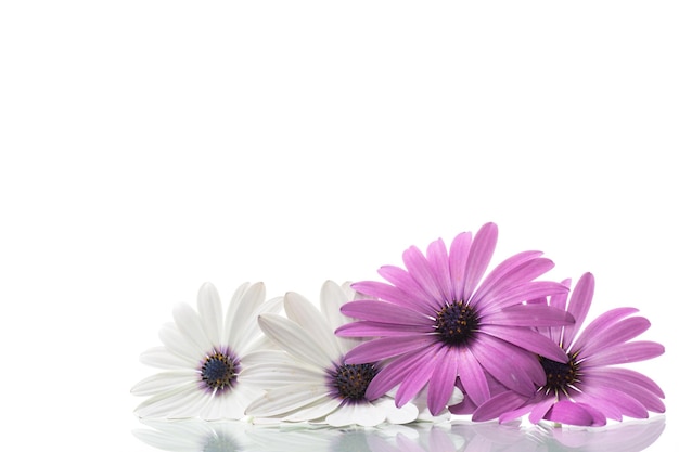 Belas flores brancas e roxas de Osteospermum em fundo branco