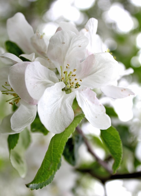 Belas flores brancas macieira jardim