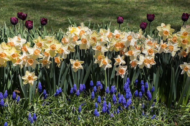 Belas flores como fundo