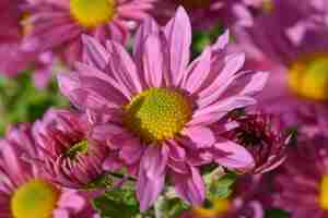 Foto belas flores cor-de-rosa chrysanthemum clara curtis