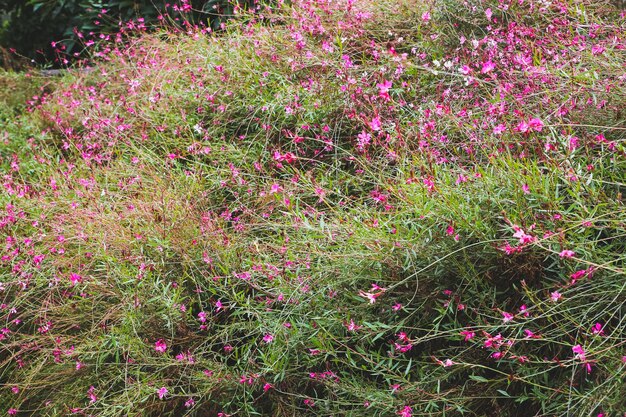 Foto belas flores cor-de-rosa com textura de fundo