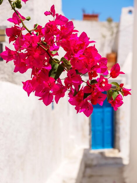 Foto belas flores cor-de-rosa de santorini