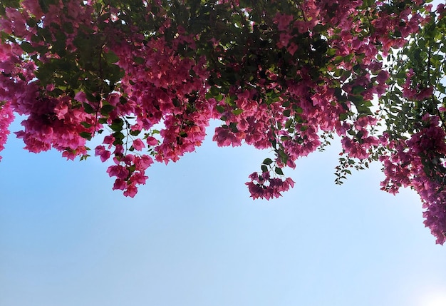 Belas flores cor-de-rosa e folhas verdes