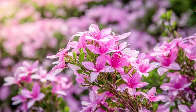 Belas flores cor-de-rosa em fundo