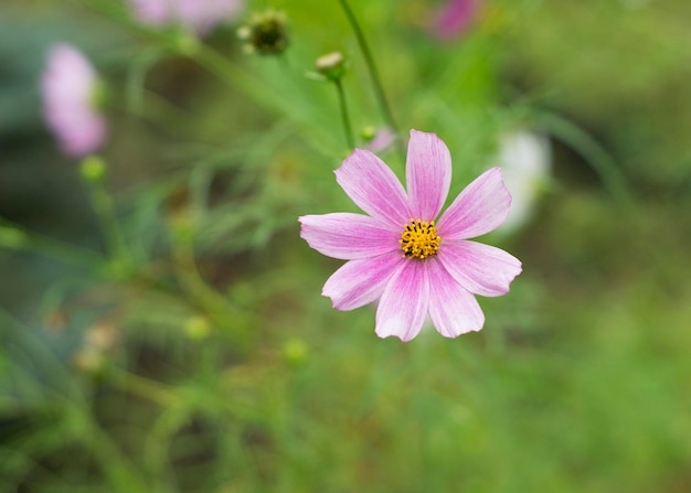 Foto belas flores cosmos em um fundo natural 11