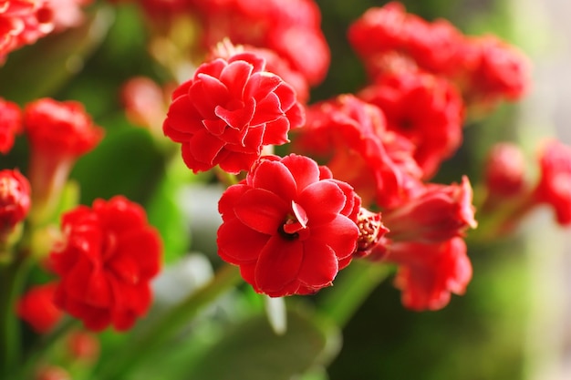 Belas flores da primavera ao ar livre