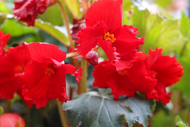 Foto belas flores de begônia vermelhas brilhantes