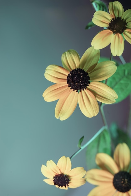 Belas flores de BlackEyed Susans em fundo cinza com textura de padrão para design