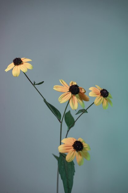 Belas flores de BlackEyed Susans em fundo cinza com textura de padrão para design