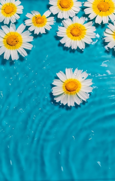 Belas flores de camomila na água de uma piscina