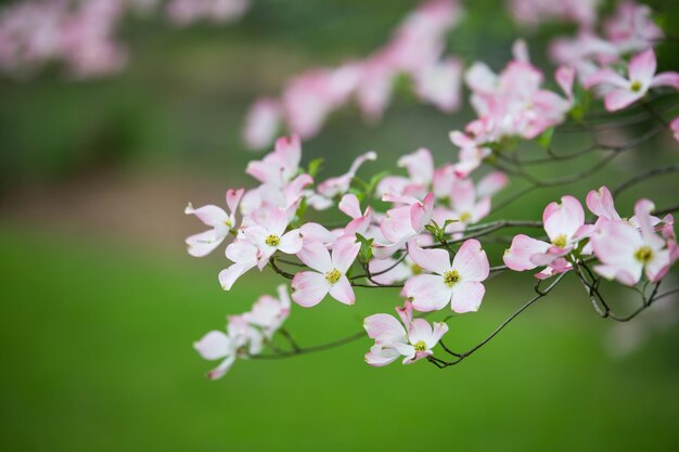 Belas flores de cerejeira iluminadas pela luz do sol