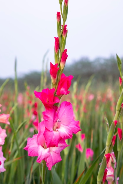 Belas flores de Gladiolus rosa no campo Foco seletivo