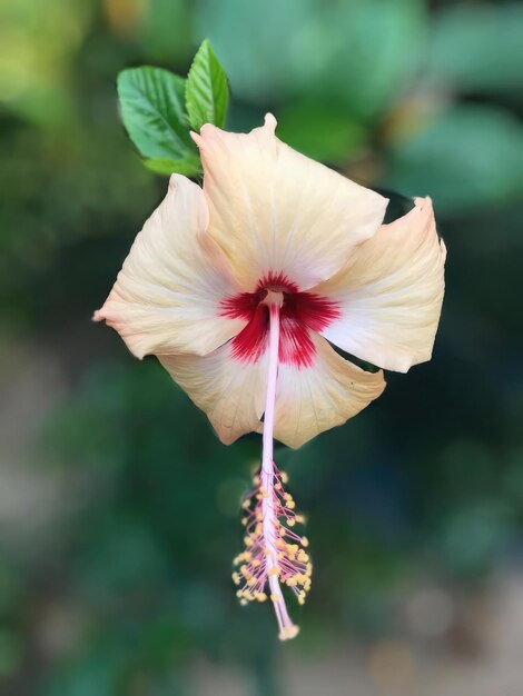 Belas flores de hibisco