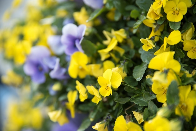 Belas flores de jardim