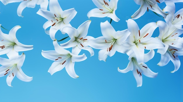 Belas flores de lírio em fundo azul vista de cima