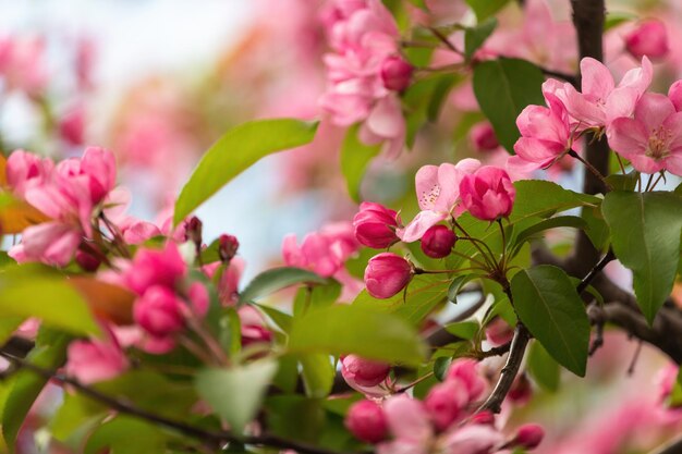 Belas flores de maçã cor-de-rosa no jardim