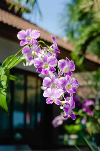 Foto belas flores de orquídea rosa em close-up