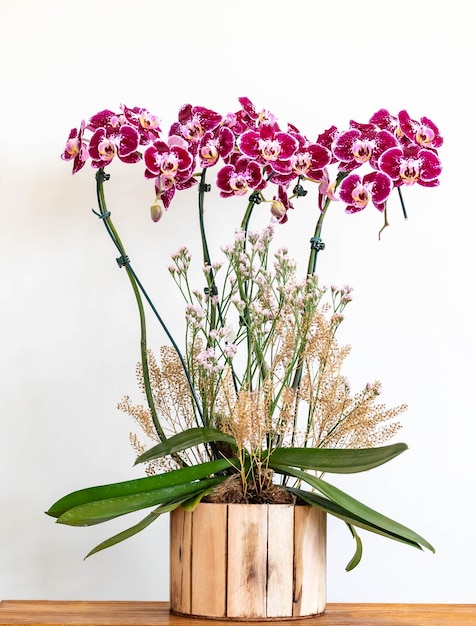 Belas flores de orquídeas tropicais brasileiras