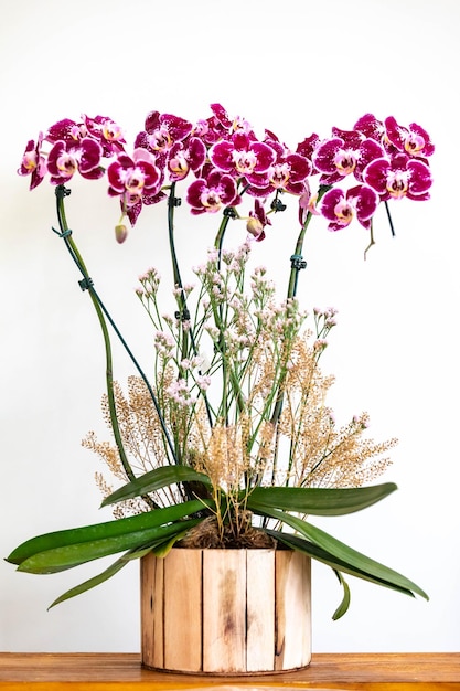 Belas flores de orquídeas tropicais brasileiras