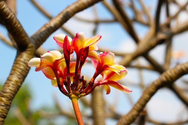 Foto belas flores de plumeria na árvore
