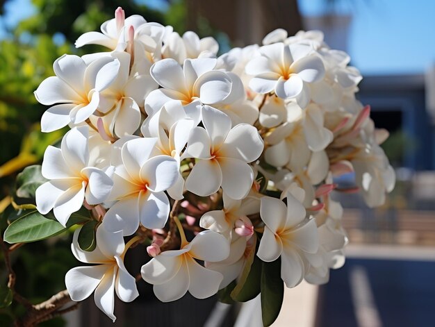 Foto belas flores de plumeria