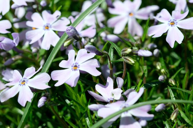 Belas flores de primavera crescem em um jardim em um leito de flores