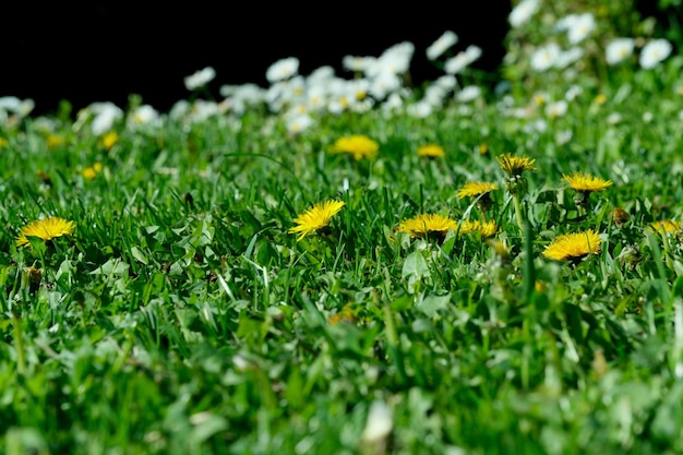 Belas flores de primavera crescem em um jardim em um leito de flores