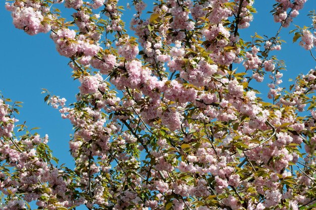 Belas flores de sakura de primavera florescem num dia ensolarado