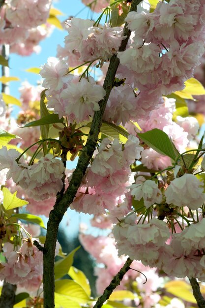 Belas flores de sakura de primavera florescem num dia ensolarado