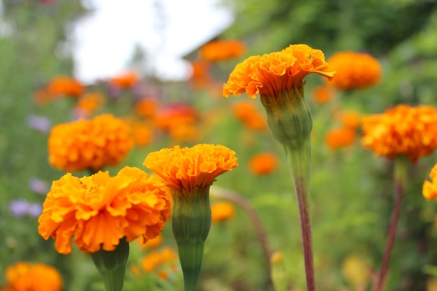 Belas flores de tagetes de veludo e veludo