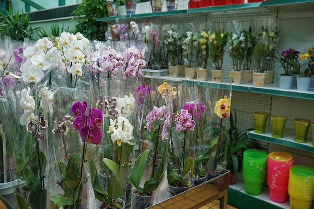Belas flores em vasos