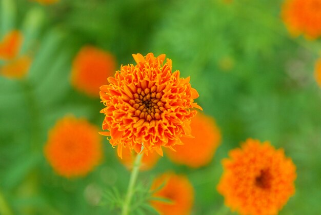 Belas flores estão em flor