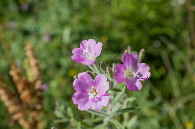 Belas flores frescas no fundo da natureza