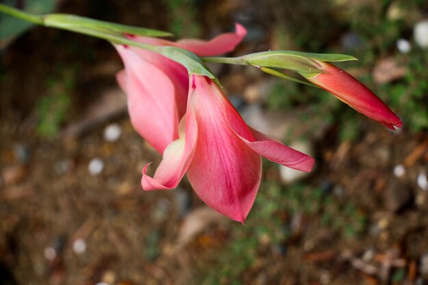 Belas flores na natureza