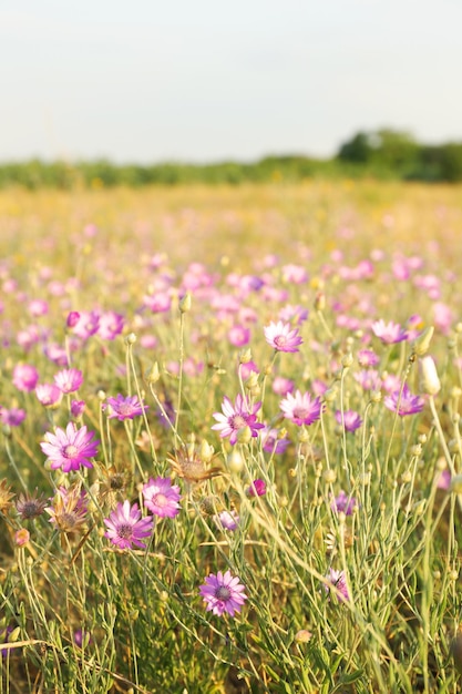 Foto belas flores no campo