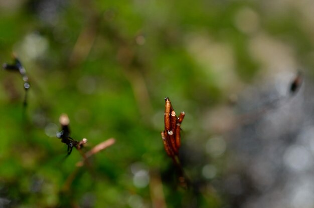 Foto belas flores no musgo