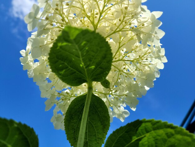 Foto belas flores no verão