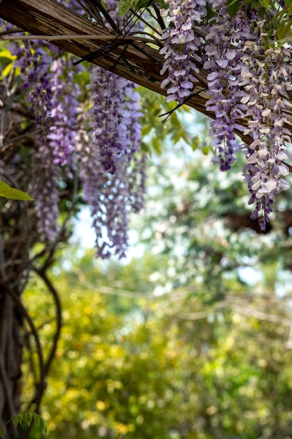 Belas flores perfumadas de uma glicina