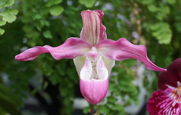 Belas flores rosa claro da orquídea Phragmipedium Hybrid