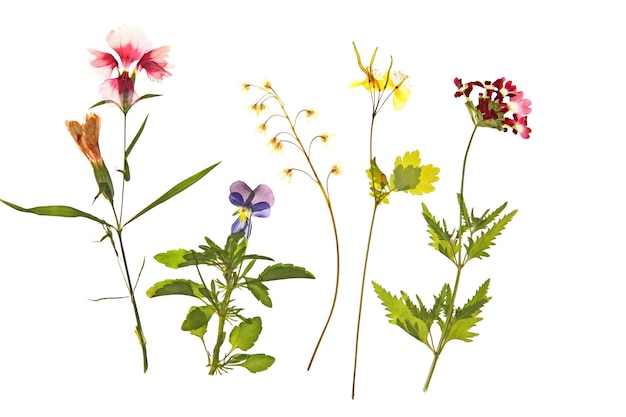 Belas flores secas isoladas em branco