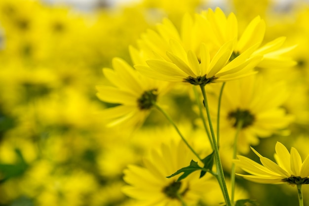 Belas flores silvestres amarelas em flor na natureza no verão