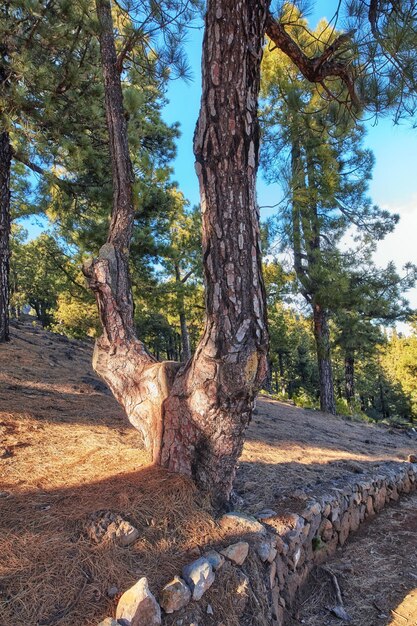 Belas florestas de pinheiros nas montanhas de La Palma Ilhas Canárias Espanha Paisagem cênica com árvores altas com folhas verdes exuberantes em um dia ensolarado de verão Vista pacífica do ar livre e da natureza