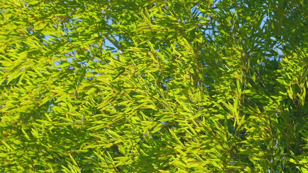 Belas folhas de bambu verde dia de primavera quente bambu verde sob o céu azul em um dia ensolarado ainda